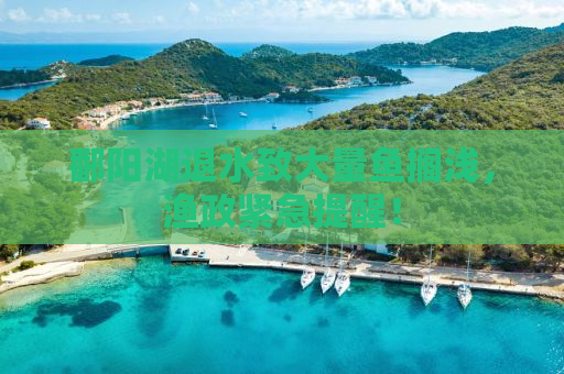 鄱阳湖退水致大量鱼搁浅，渔政紧急提醒！